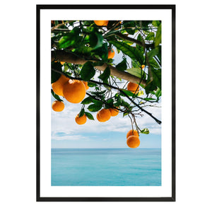 Ocean Breeze Oranges