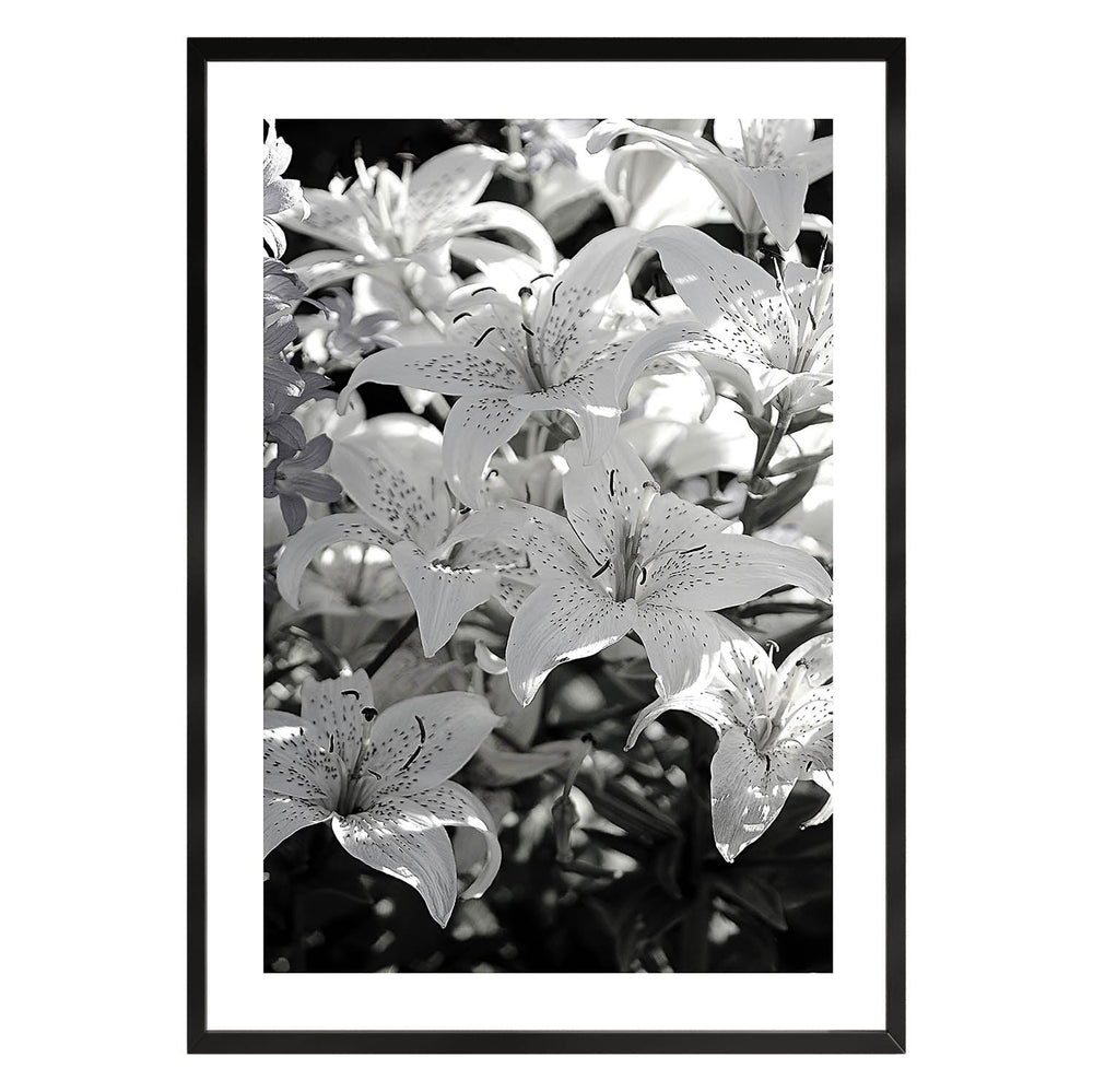 Black and White Flower