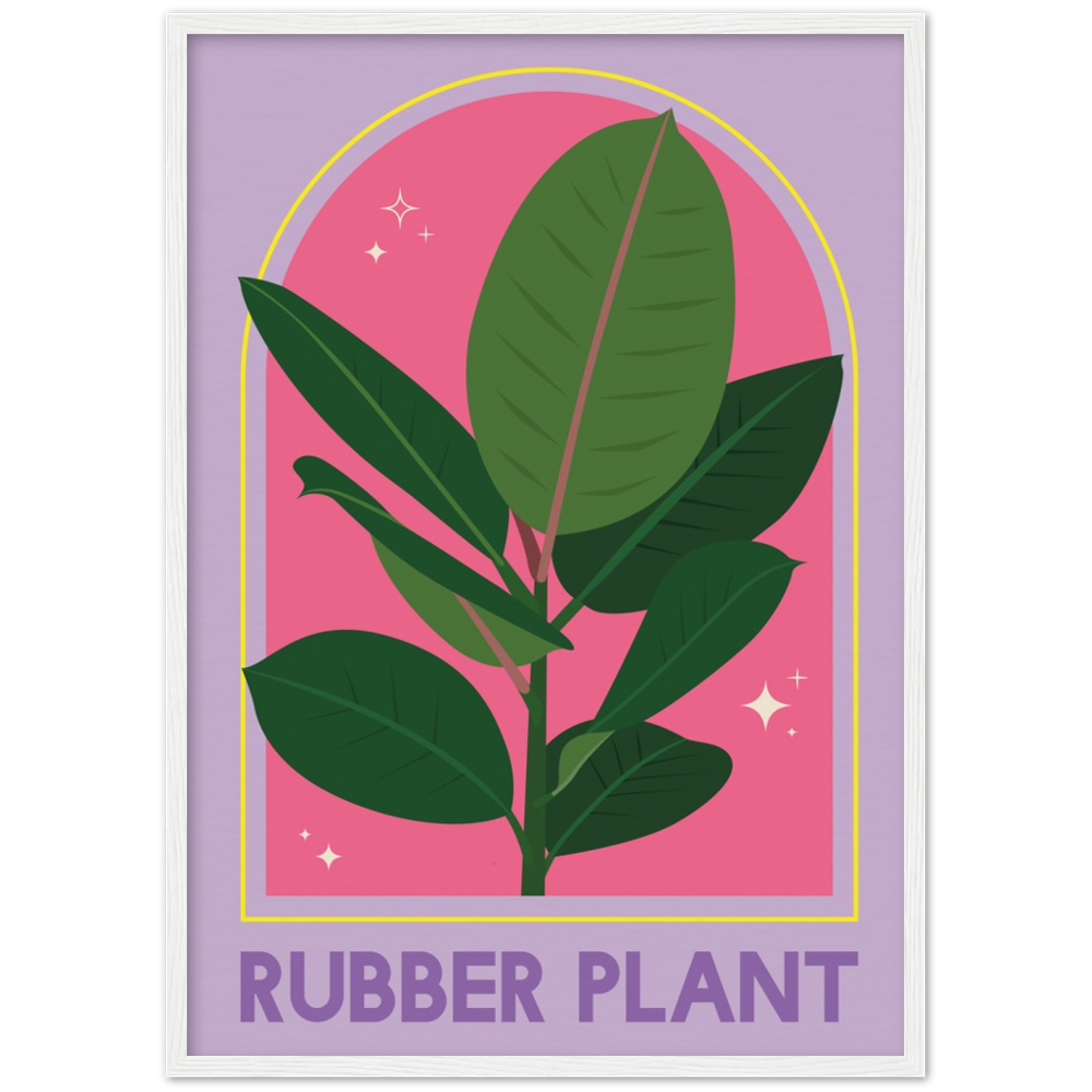 Ficus Rubber Plant