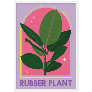 Ficus Rubber Plant