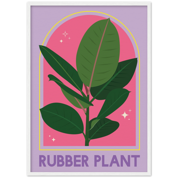 Ficus Rubber Plant