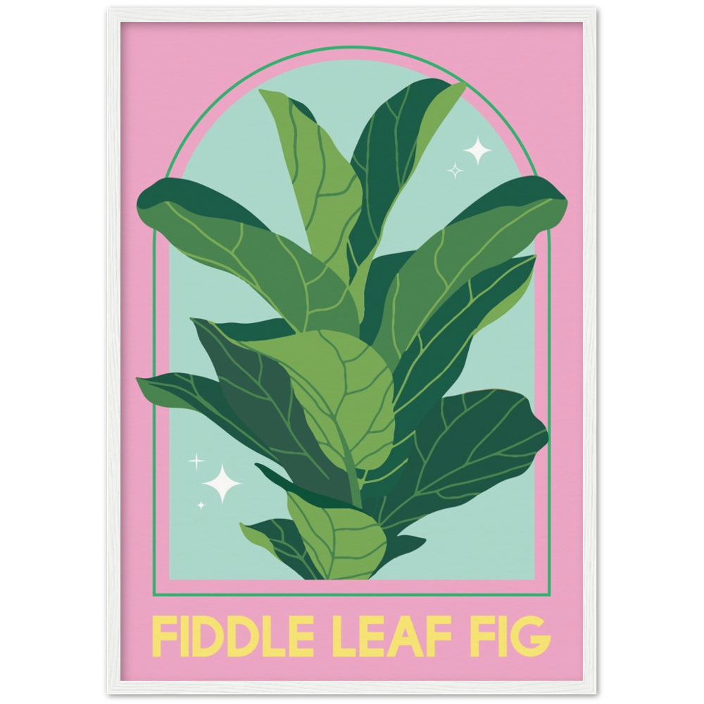 Fiddle leaf fig