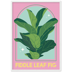 Fiddle leaf fig