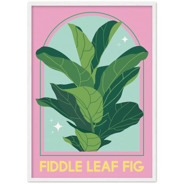 Fiddle leaf fig