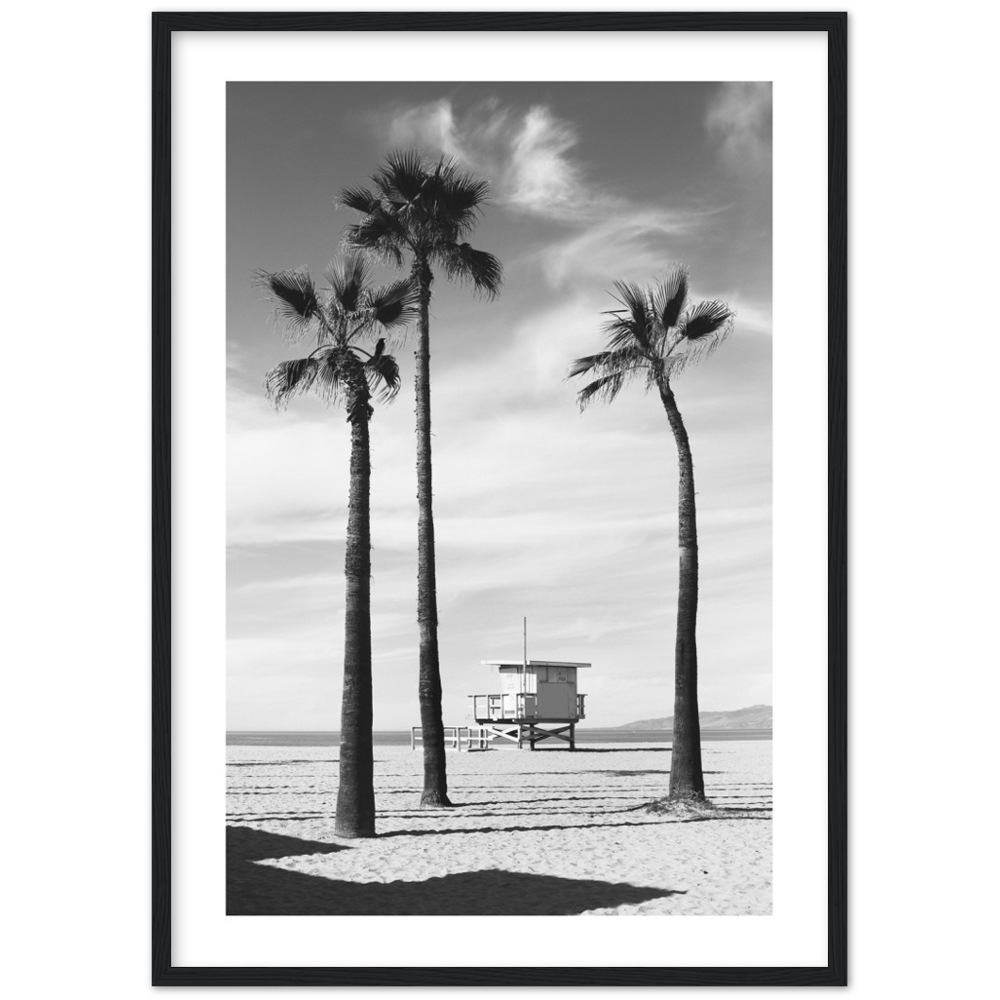 Palm trees Black and White