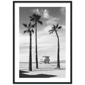 Palm trees Black and White