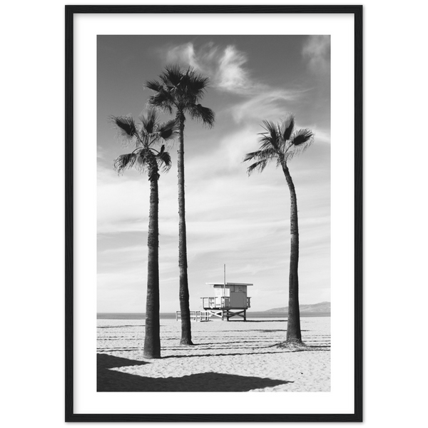 Palm trees Black and White